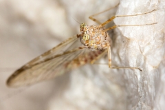 Cloeon cognatum