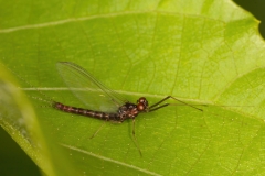 Leptophlebiidae