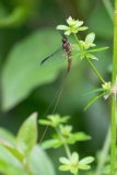 Leptophlebiidae
