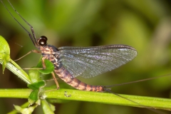 Leptophlebiidae (June 2020, 798 m asl, Abruzzo, Italy)