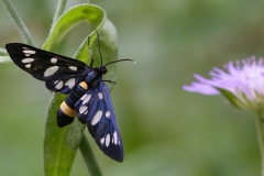 Amata phegea