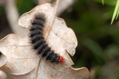 Amata phegea