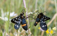 Amata phegea