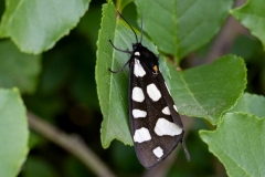 Arctia villica
