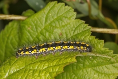 Callimorpha dominula