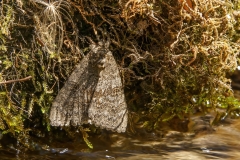 Catocala nupta