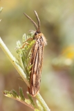 Catocala nupta
