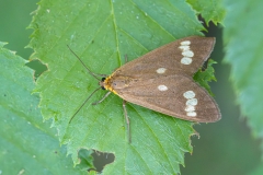 Dysauxes ancilla