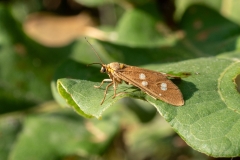 Dysauxes punctata