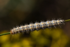 Eilema palliatella