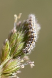 Eilema palliatella