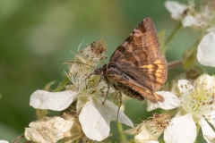 Euclidia glyphica