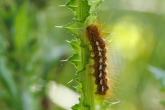 Euproctis chrysorrhoea