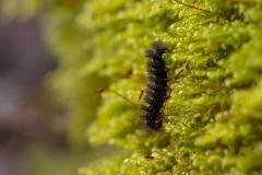 Amata phegea