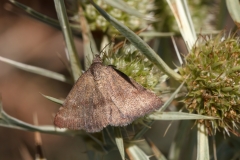 Phytometra viridaria