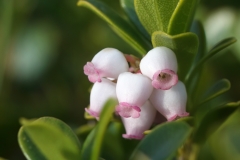Arctostaphylos uva-ursi