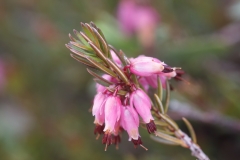 Erica carnea