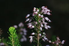 Erica multiflora