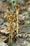 Monotropa hypopitys