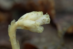 Monotropa hypopitys