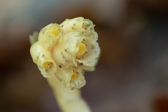 Monotropa hypopitys