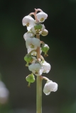 Pyrola minor