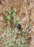Euphorbia falcata
