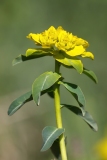 Euphorbia gasparrinii