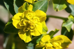 Euphorbia gasparrinii