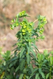 Euphorbia hirsuta