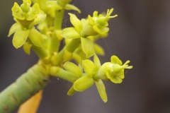 Euphorbia lamarckii