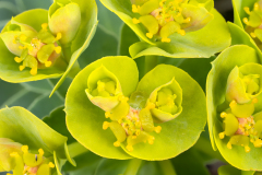 Euphorbia myrsinites