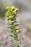 Euphorbia pithyusa