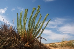 Euphorbia paralias