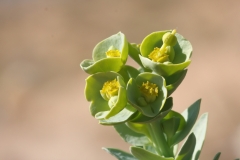 Euphorbia paralias