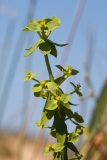 Euphorbia pithyusa