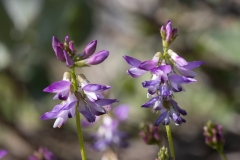 Astragalus alpinus