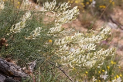 Astragalus aquilanus