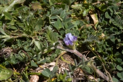 Astragalus sesameus