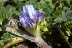 Astragalus sesameus
