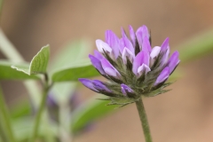Bituminaria bituminosa