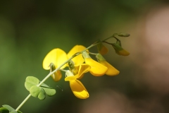Cytisophyllum sessilifolium