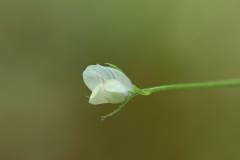 Ervum tetrasperma