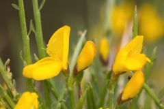 Genista desoleana