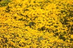 Genista desoleana