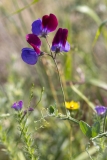 Lathyrus odoratus