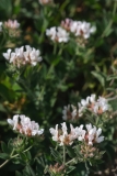 Lotus hirsutus