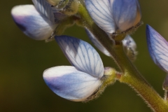 Lupinus angustifolius