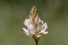 Onobrychis alba