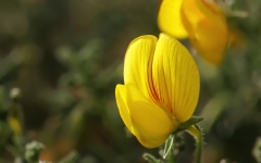 Ononis talaverae